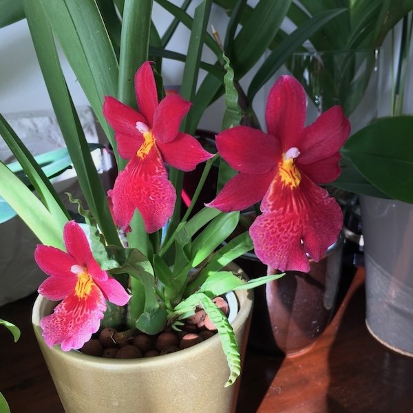 miltonia